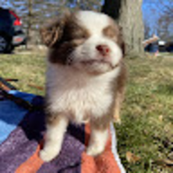 Meet your Posher, Augusta - Picture 1 of 1